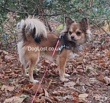 millypod1's tweet photo. 🆘24 DEC 2024 #StillMissing #Lost RILEY #ScanMe
YOUNG Brown Chihuahua Male #Tagged
Marshlands Road #Neston #Cheshire #CH64
Possibly chased a fox up on to the railway lines near Marshlands Road
https://t.co/bJ2DSXd0VG https://t.co/x9g3maU5cq