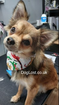 millypod1's tweet photo. 🆘24 DEC 2024 #StillMissing #Lost RILEY #ScanMe
YOUNG Brown Chihuahua Male #Tagged
Marshlands Road #Neston #Cheshire #CH64
Possibly chased a fox up on to the railway lines near Marshlands Road
https://t.co/bJ2DSXd0VG https://t.co/x9g3maU5cq