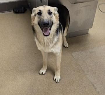 Garland #247783 and Tinsel #247784 arrived together as strays in Apple Valley CA. Both are described as "sweet but extremely fearful" and can you blame them. Both are adult, male and female, and have reached the end of their stray hold and now "pending euthanasia". Two beautiful