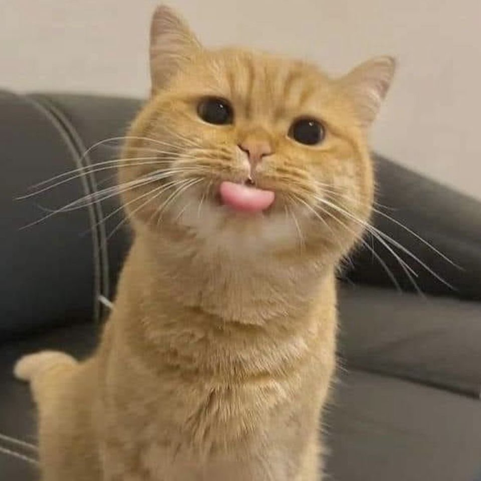 Punch Cat tweet media