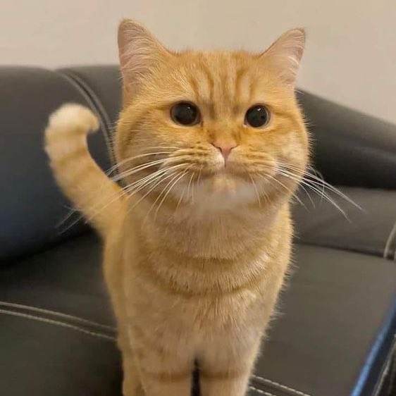 Punch Cat tweet media