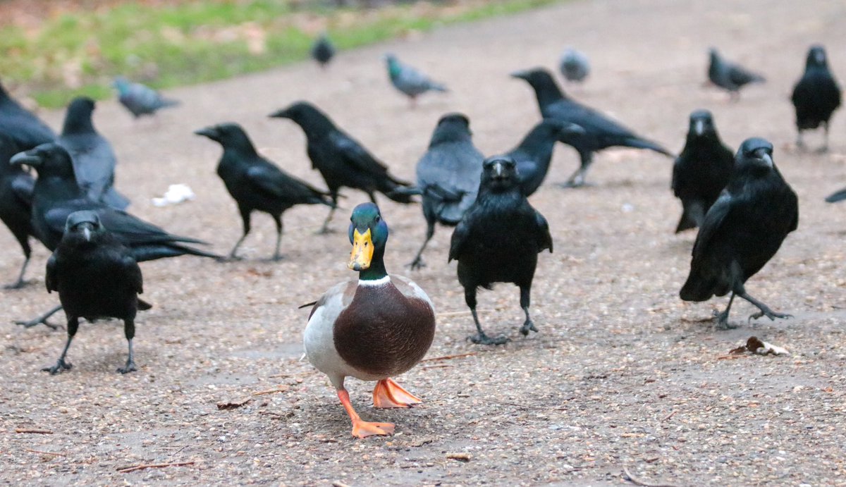 Crow Monthly tweet media