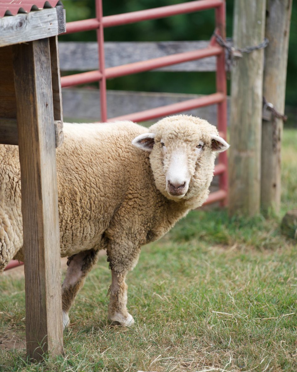 Did somebody say "birthday?" 🥳

Invite some party animals to your child's next birthday — host it at Maymont! With add-ons like plushes and animal encounters, this party is sure to be unforgettable.

See available options and book now at maymont.org/host-your-even…

📷 Dominic Chase