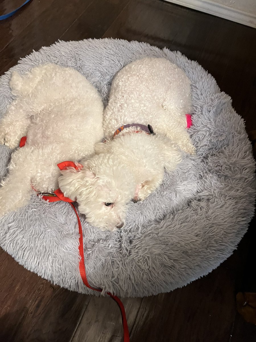 Max and Charlie enjoying their new bed they got for Christmas.