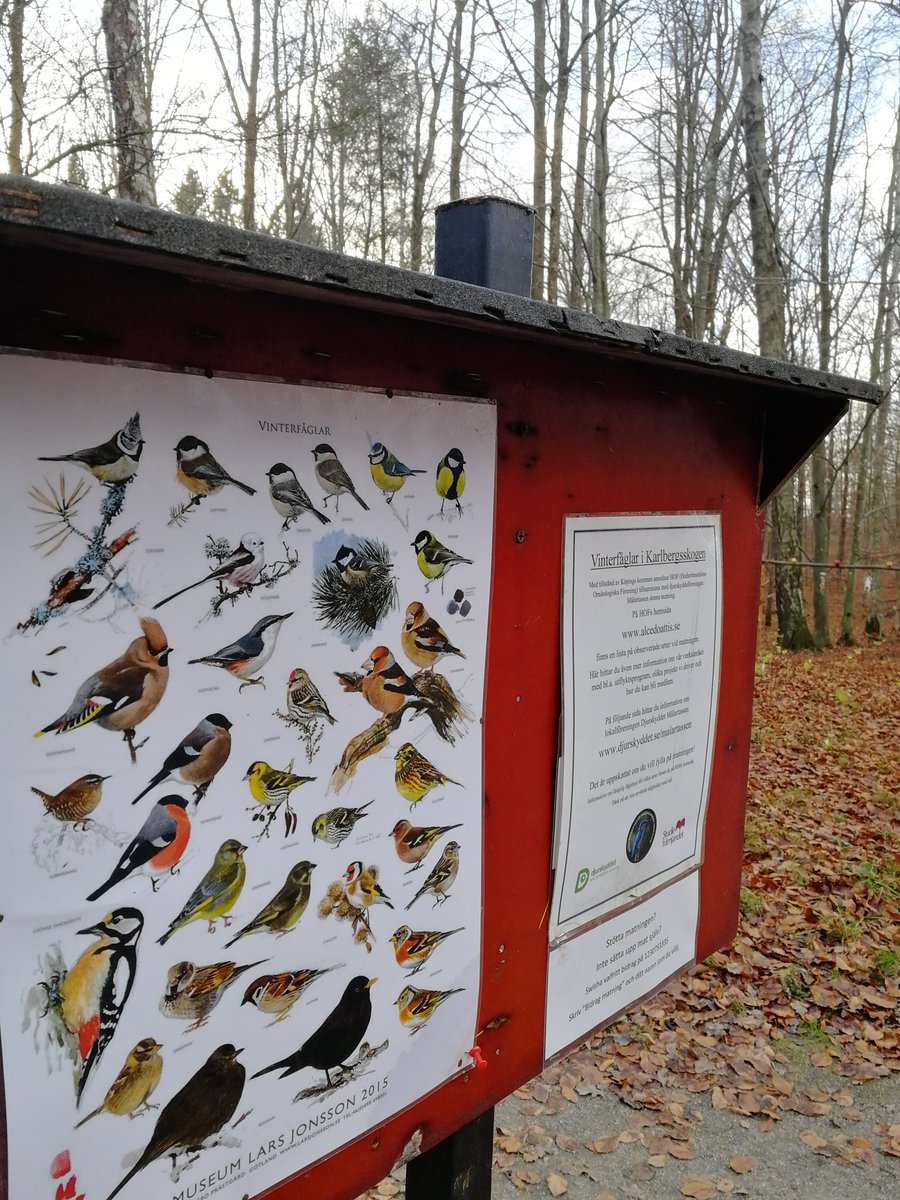 tern09's tweet image. Mild vinter i Västmanland. Hela +9 igår i #Köping. Fågelskådning och snygg poster av Lars Jonsson vid fågelmatning i Karlbergsskogen.