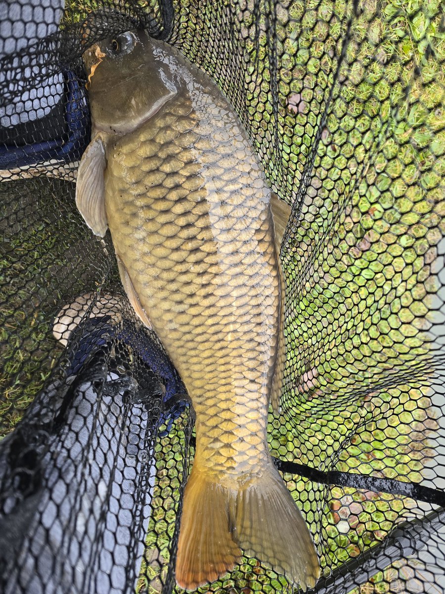SimmCarl's tweet photo. Just what was needed after a shit few weeks few hours on the bank with nothing but my thoughts 2025 has to be a better year than 2024 https://t.co/Bta1ChrkEb