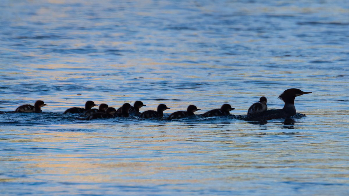 Are you planning your New Year's resolutions? Put the C&amp;O Canal on your list! The C&amp;O Canal is nearly 200 miles long; that is a lot of national park to explore. Subscribe to our monthly newsletter canaltrust.org/about-us/about…

📸: Eric Stuyck