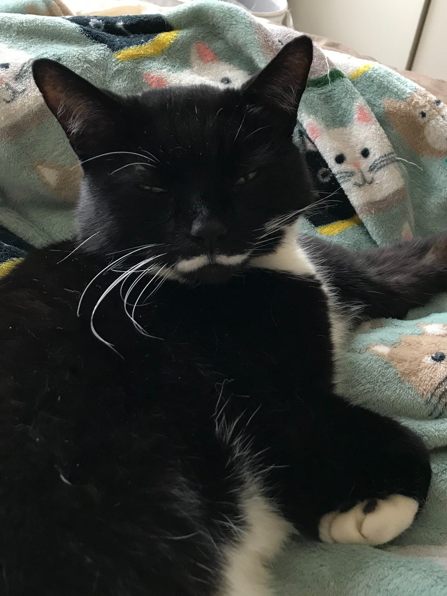 HAPPY NEW YEAR #MOGYOGGIES! 😽💖🎉🤗

AFTER ALL THE FESTIVITIES, OUR FIRST POSE FOR 2025, on MONDAY 6 JANUARY at 8pm UK TIme, is #RELAX!  😸🧘

Time to recharge our energy in preparation fur the year ahead! 😹💕🪫🔋

This pose can be performed sitting or lying down! 😹💖 #MOGYOG
