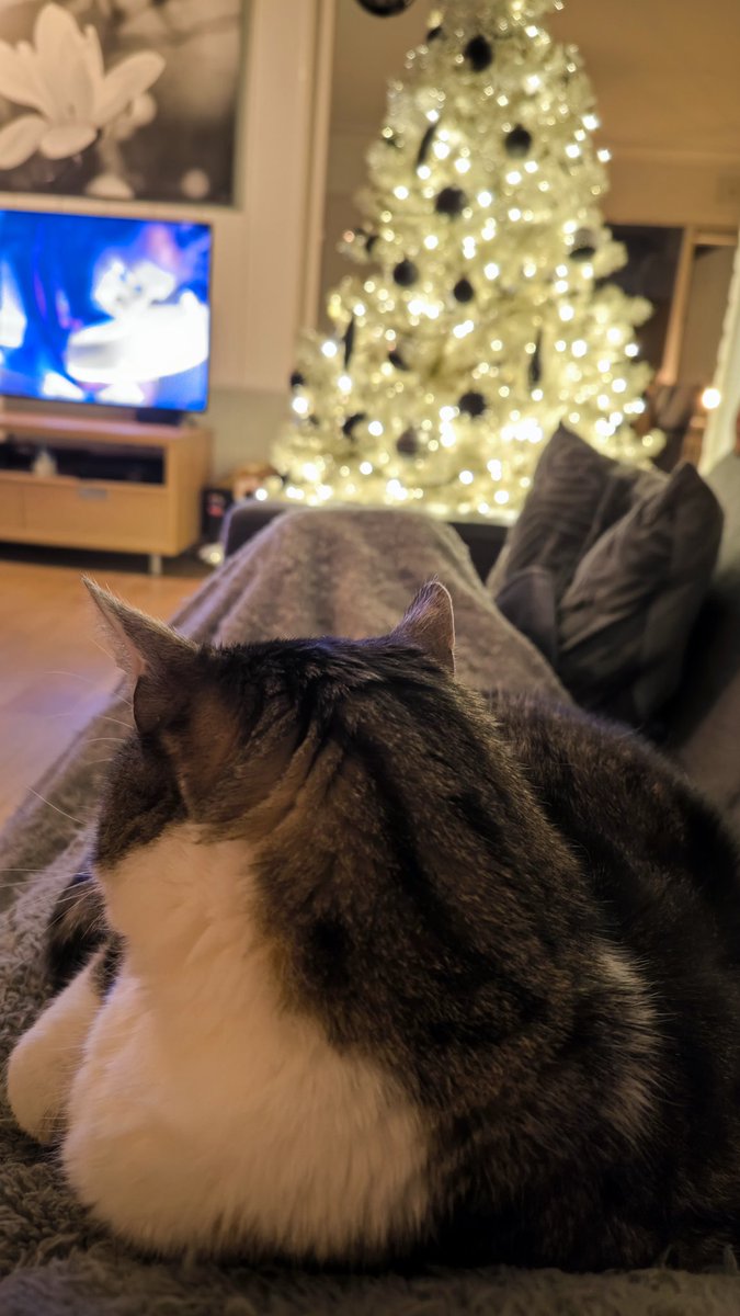 Kerstkat. 
Wij zijn samen aan het bijkomen van de feestdagen. 
Morgen weer een druk programma.