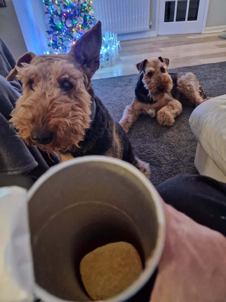 Question......is it possible to sneak a tube of pringles in without the terriers noticing. Answer.......No !!!