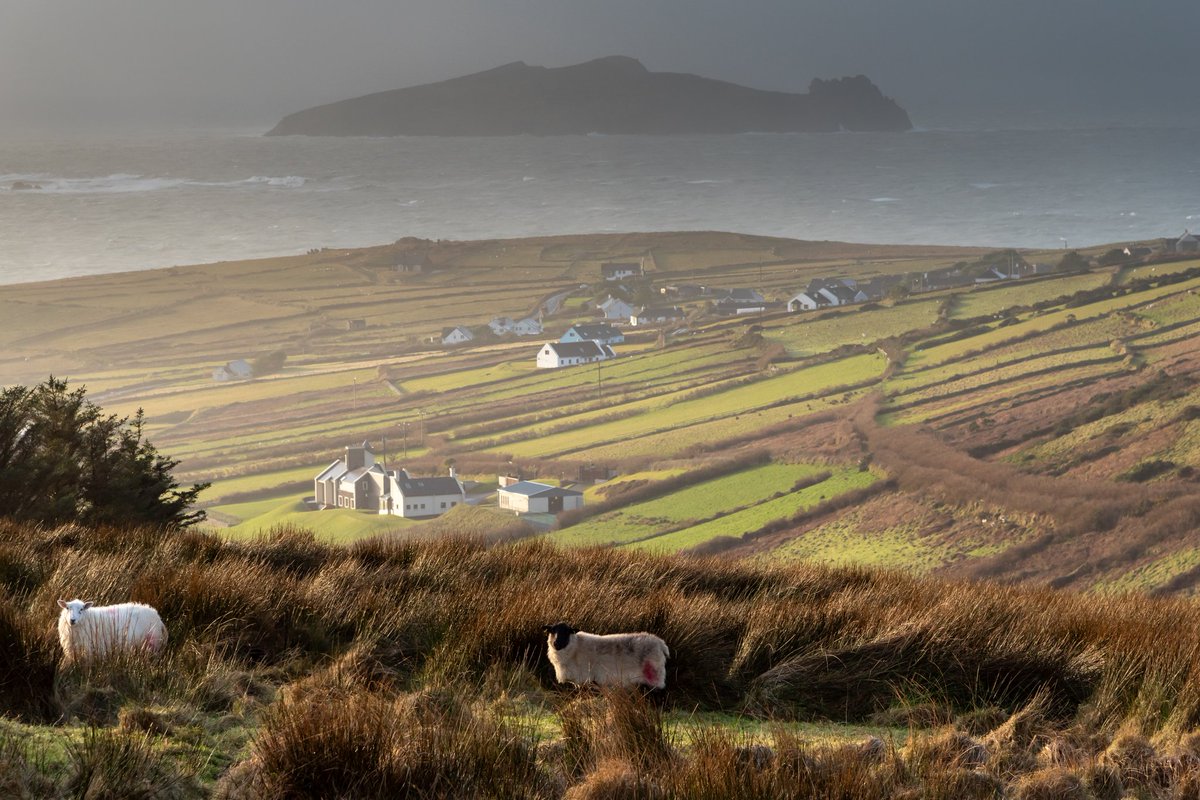 Golden hour at The Dingle Peninsula 🌤

#CountyKerry #Ireland
