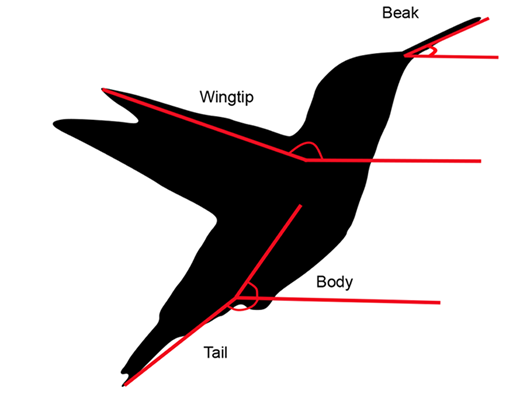 BiologyOpen's tweet photo. Andrés Díaz-Salazar et al. show that hummingbirds from the Colombian Andes sustain hovering flight during molt by adjusting wing angles to maintain weight support despite reduced wing area.

Read the full article: https://t.co/QpRBFvD8UE https://t.co/1fgrufbtTa
