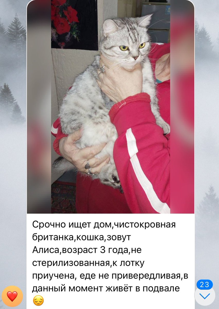 dashadasha9590's tweet photo. боже 
принесла вам показати яка неймовірна киця з Херсона шукає дім 🥹

з транспортуванням, за потреби, я допоможу https://t.co/HNklkKQ9BU