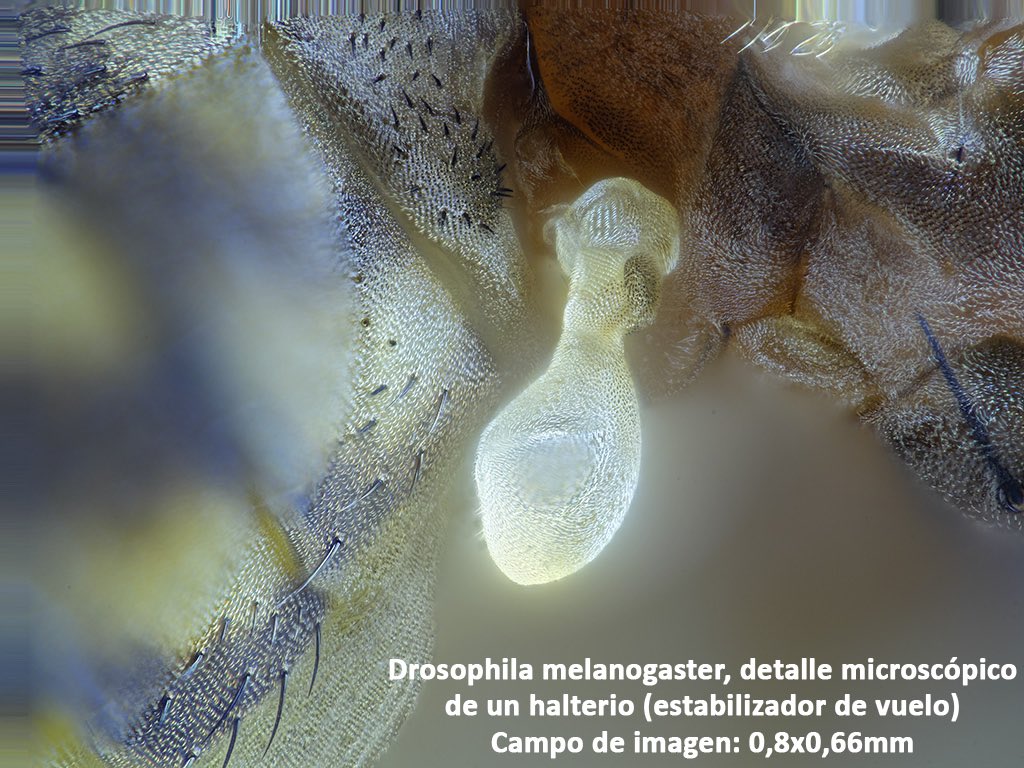 FundacionPepBonetCapella tweet media