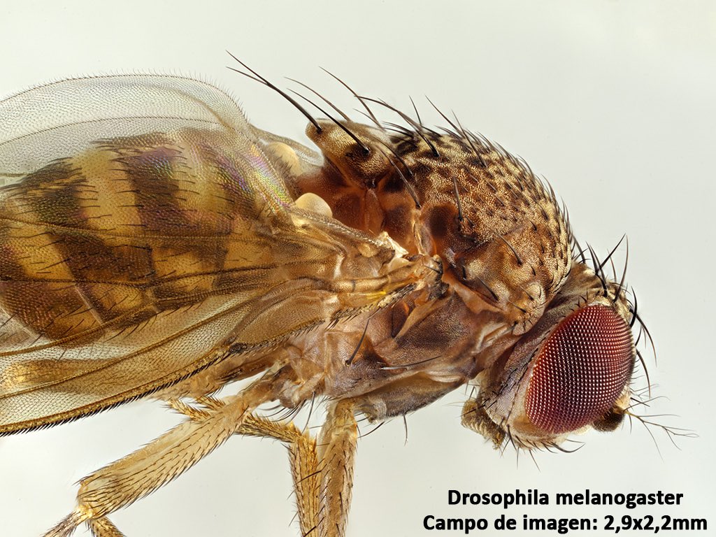 FundacionPepBonetCapella tweet media