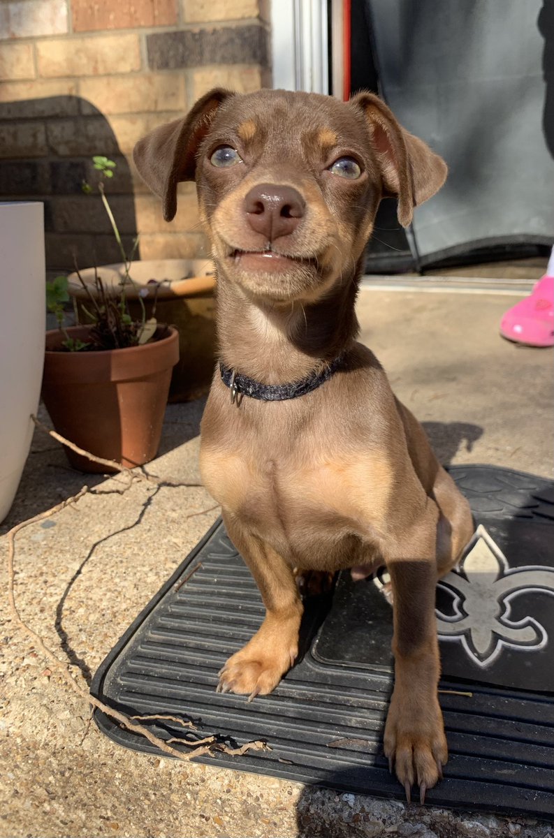 MsBriBunny's tweet image. PupPup had on his happy face today 🐶😂#puppymom