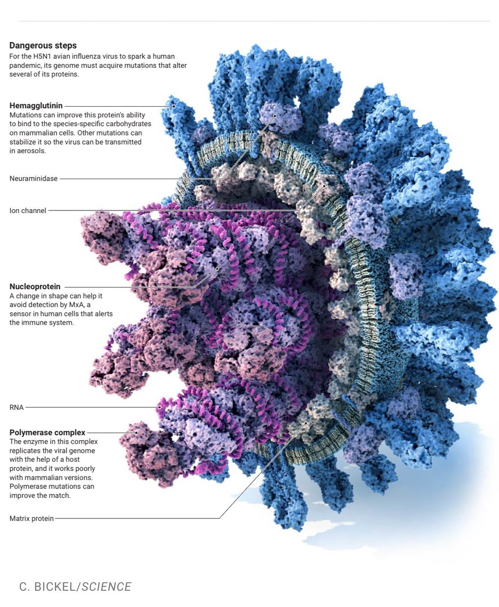 H5N1 BirdFlu 
⚠️BREAKING 

<a href="/CDCgov/">CDC</a> just sequenced severe Louisiana patient virus. 
NOT good, but NOT unexpected.

Gained E190D mutation during the single host infection. Same as critical BC teen.
This mutation allows easier binding to mammalian cells in the airways (2,6 SA), and