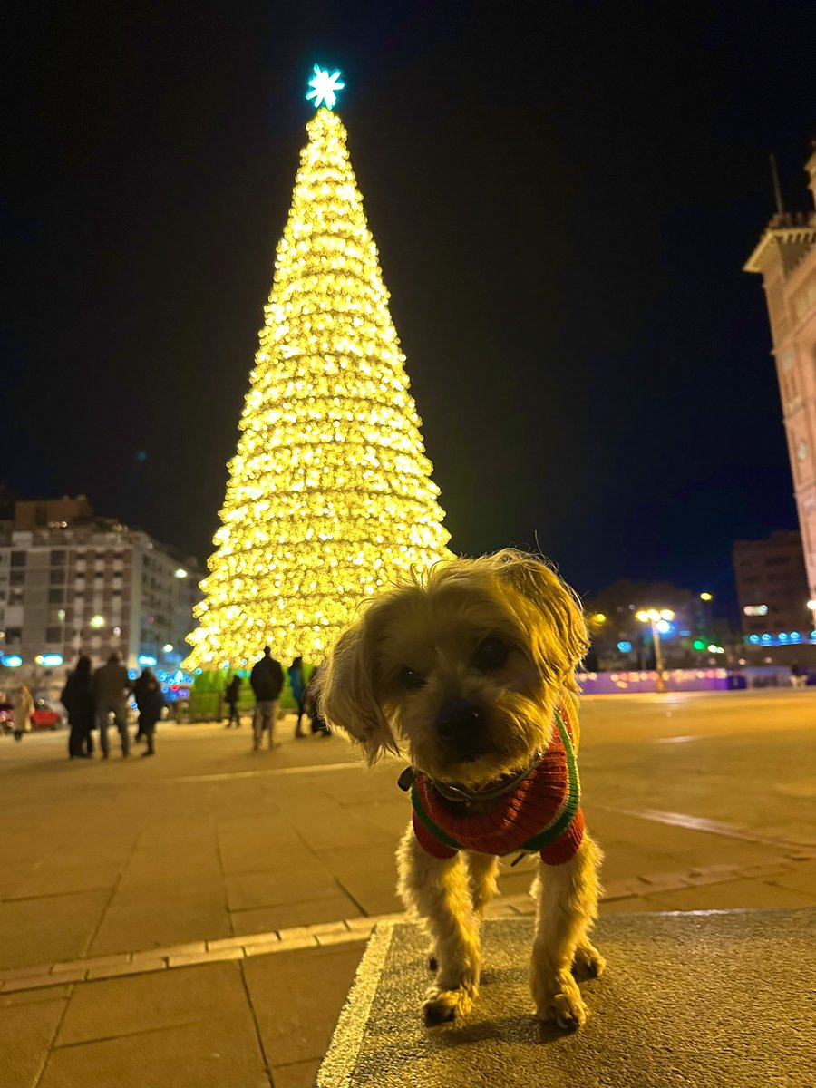 Minishuke's tweet photo. まだまだ続くクリスマス🎄 https://t.co/PeUzdxZbVL