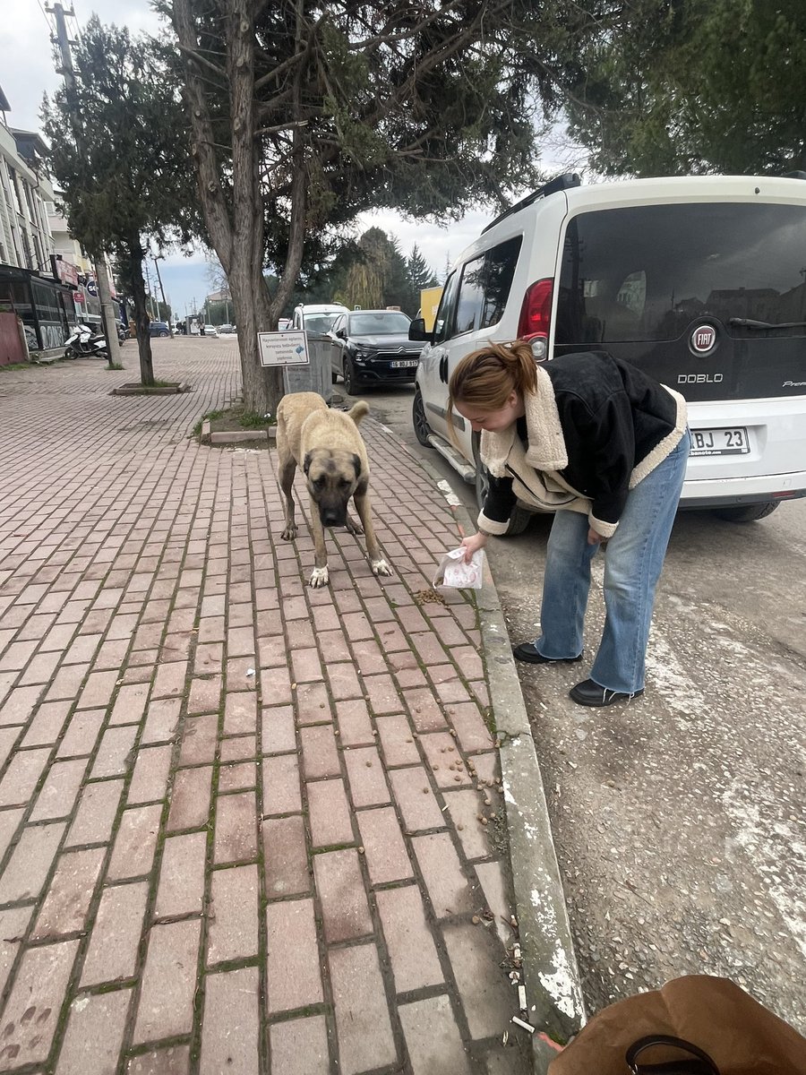 uludaguatt's tweet photo. Uluslararası Ticaret Topluluğu olarak arkadaşlarımızla gelenekselleşmiş mama dağıtımı gerçekleştirdik.Bu sayede hayvanlar için farkındalık yaratıp toplumsal dayanışmanın artmasına destekte bulunduk. https://t.co/mnXNT40Ob2
