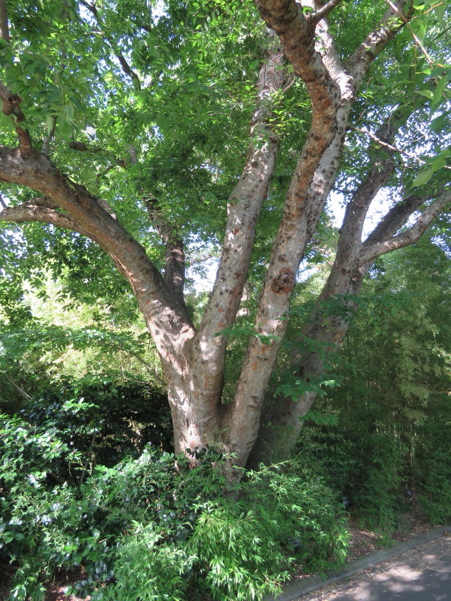 StuartWilliams_'s tweet photo. Japanese zelkova (Zelkova serrata). It is a deciduous tree that is native to Japan, Korea, China and Taiwan.
#Zelkova #Ulmaceae https://t.co/cwDHupvsgt