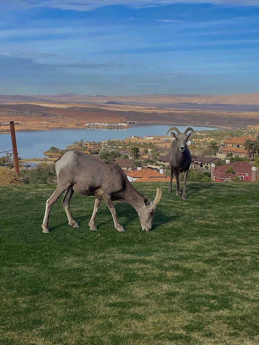 SouthShore Country Club tweet media