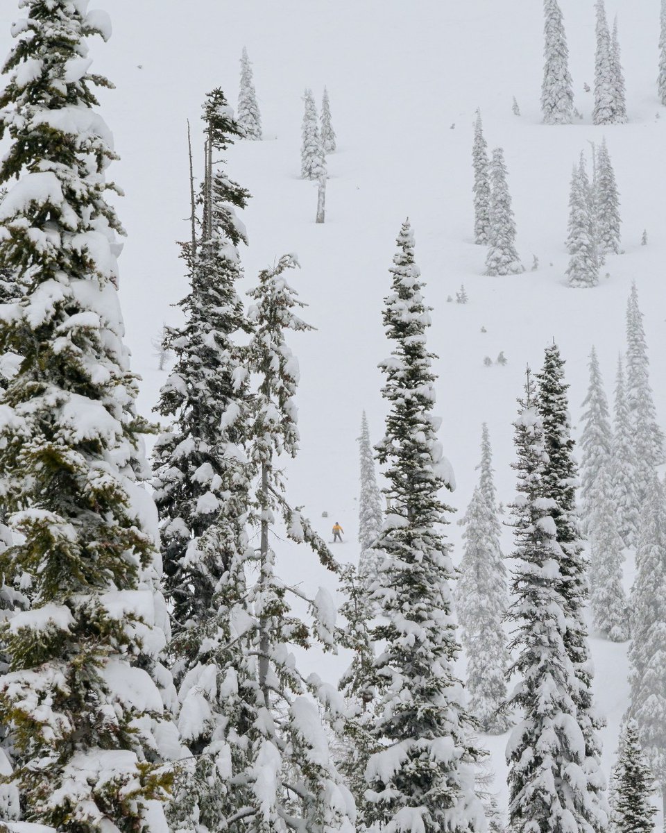 SchweitzerID's tweet image. 11" in the last 24 hours 
2,900 acres of terrain open
All 10 lifts spinning
And more snow on the way.
All that to say, you should probably come up and ride this weekend. 🏔️ 

#schweitzerlife #skiidaho #powderday