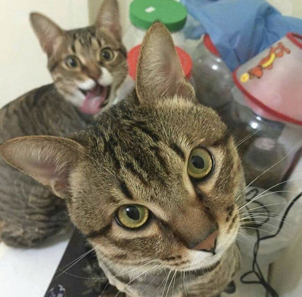 cattangotek's tweet photo. https://t.co/Shn3s09Vab
