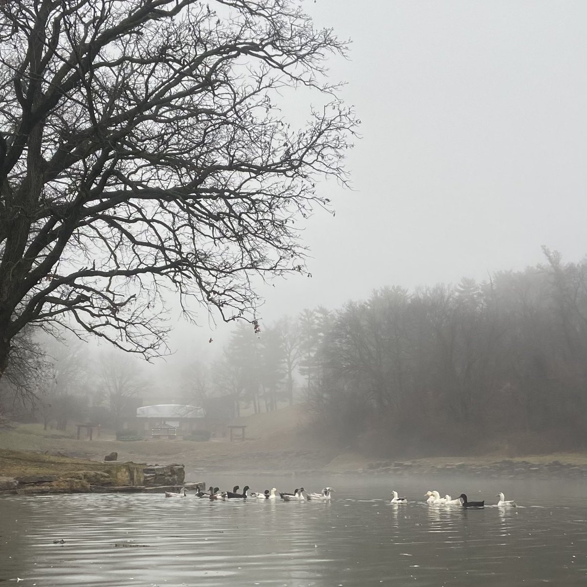 DerekVreeland's tweet photo. The fog was beautiful today on the third day of Christmas in St. Joe! 

#christmas
#holidaypark
#stjoemo https://t.co/xZfqbnwWsU