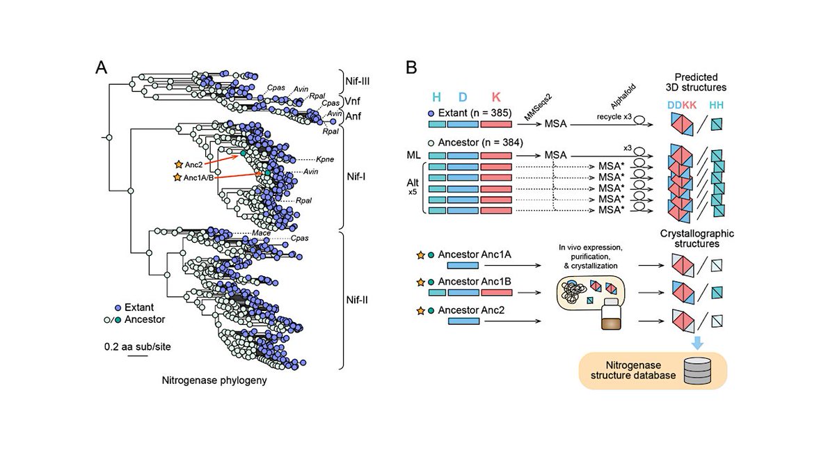 Nitrogenase Structural Evolution Across Earth’s History
astrobiology.com/2024/12/nitrog… #astrobiology #genomics #evolution