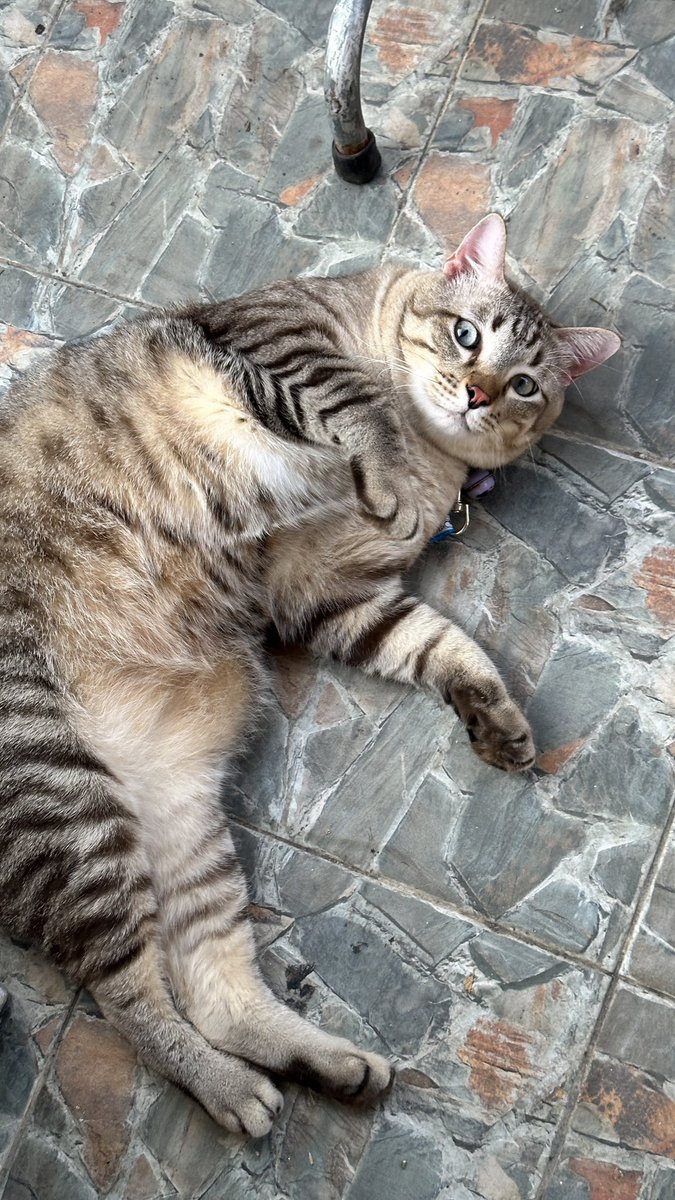 โดนคนใจร้ายเอามาทิ้งไว้กลางหมู่บ้าน ปัจจุบัน 8 kg จะมาขอคืนตอนนี้ก็ไม่ให้ละงับ✌🏼😔