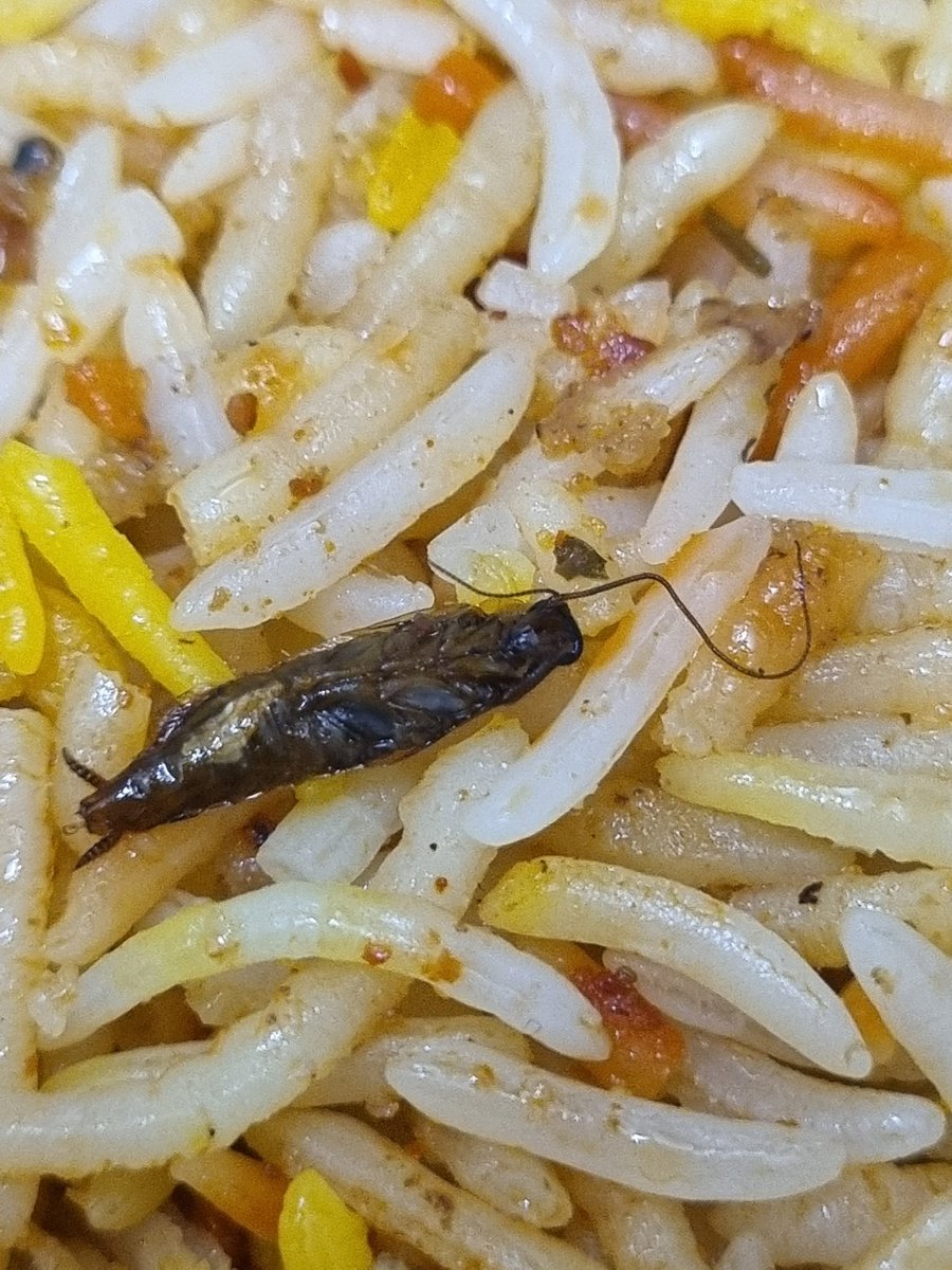 scepticsagar's tweet photo. @SwiggyCares 
Thanks for adding complementary insect inside my food order from Bikkgane Biryani.

Order Id - #194294773067629

Wish you could look into this matter and resolve it @Swiggy @SwiggyCares https://t.co/hjFvYKAlTc