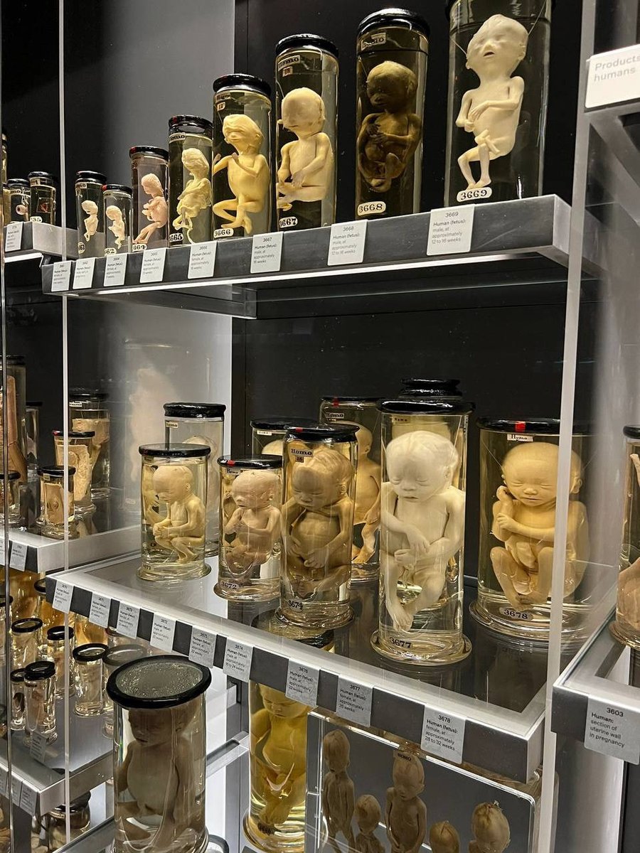 Celia🧸🖤 tweet media