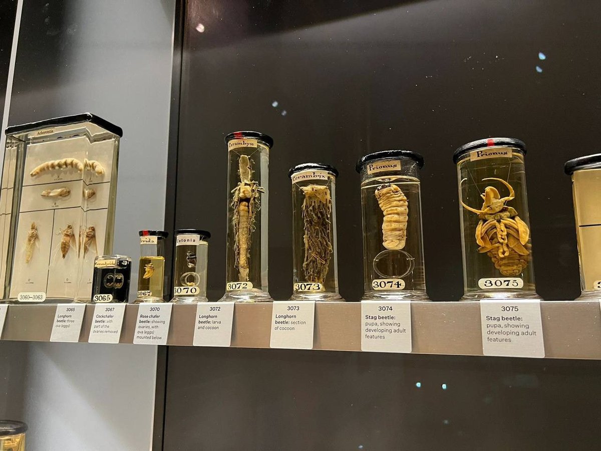 Celia🧸🖤 tweet media