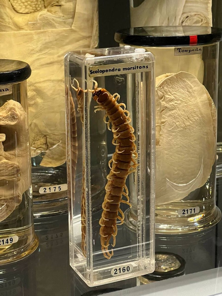 Celia🧸🖤 tweet media