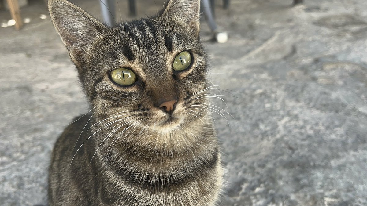 Ben kedi sevmiyorum sen seversin sevmesin ama( bence sev)🥹🥹 beni ilgilendirmez