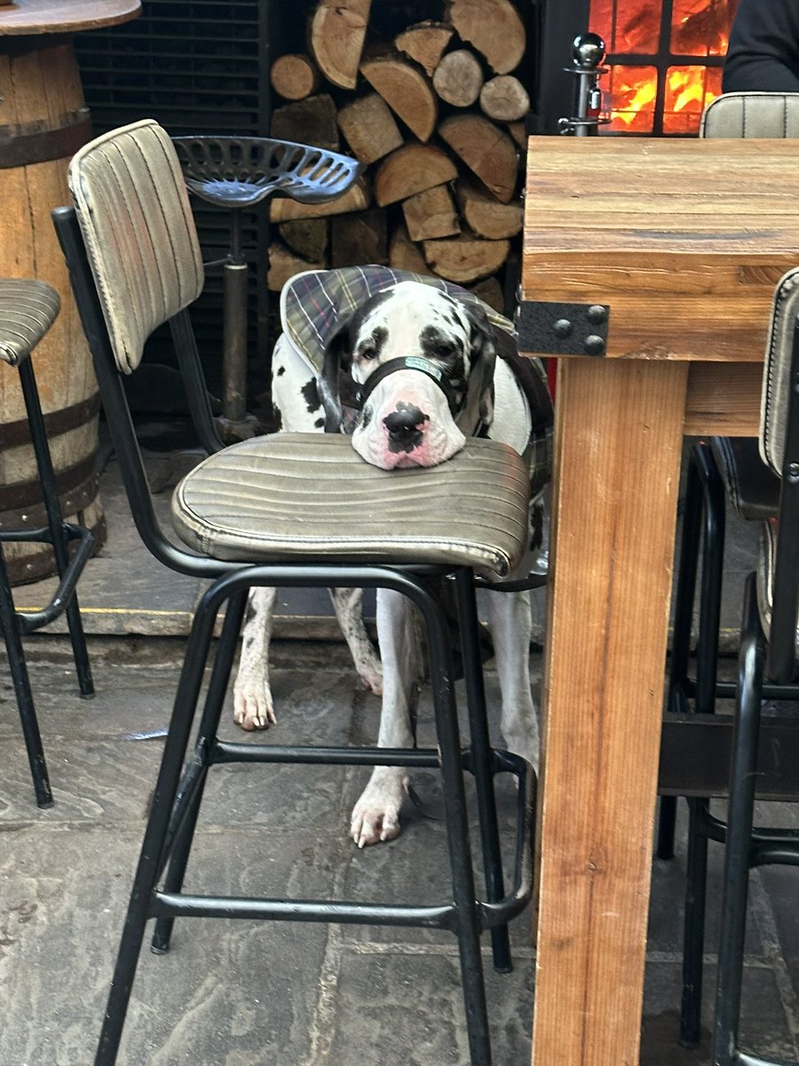 Took pooch to the pub today, he was brilliant. 🍺