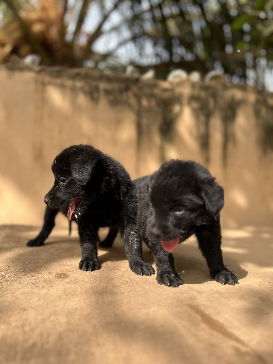 ceb_kennel's tweet photo. Black Shepherd puppies available 
Call/WhatsApp: 0207459222
🎊🫶🐶

Supreme court . High court . #SantaTrumu #boxingwithalukyi #AfroCaribbeanVybe #PromiseLand24 #SantaTrumu https://t.co/kgqaAmGxLW