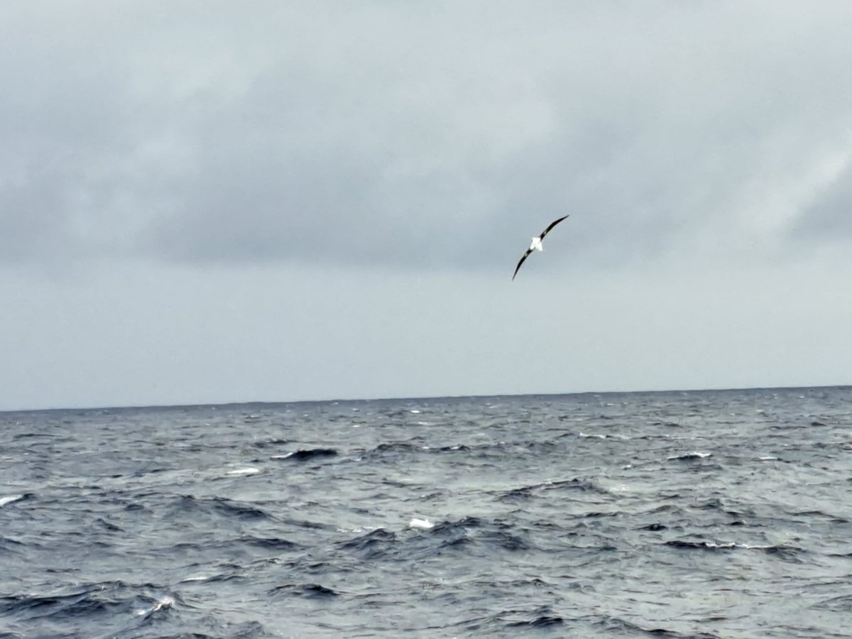 Atlantic Meridional Transect (AMT) tweet media