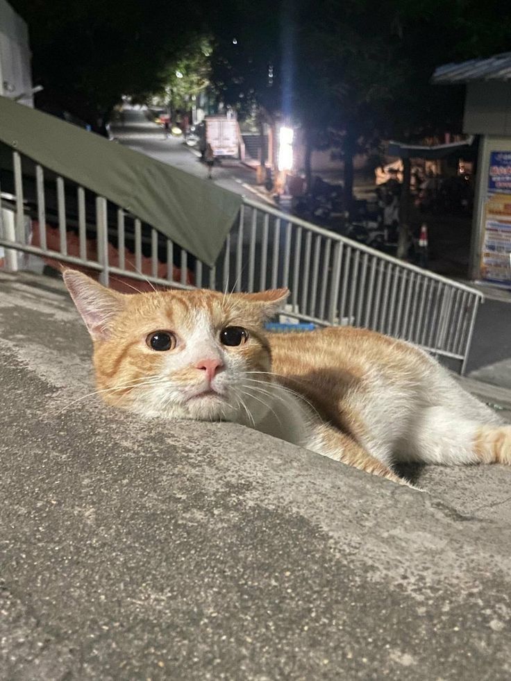 PostsOfCats's tweet image. who broke his heart ?!?!