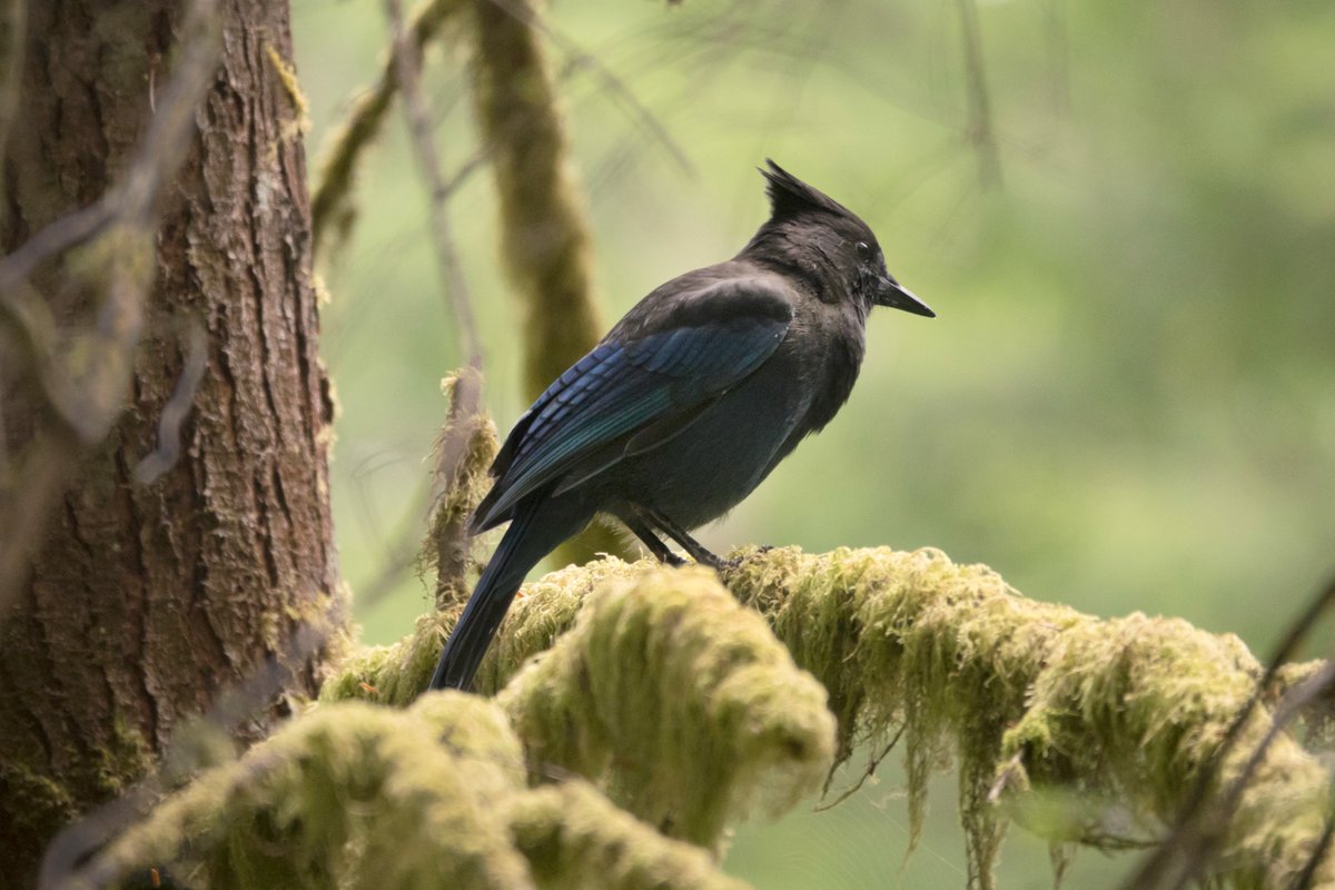 BritishColumbia.com tweet media