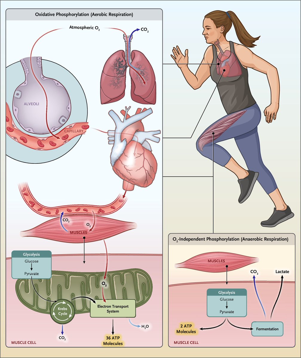 Edgardo Alania (@ed_alania) on Twitter photo 🔴 Physiological Principles of Exercise <a href="/NEJMEvidence/">NEJM Evidence</a> #CardioEd #Cardiology #Exercise #CardioMed 🔴 Physiological Principles of Exercise <a href="/NEJMEvidence/">NEJM Evidence</a> #CardioEd #Cardiology #Exercise #CardioMed