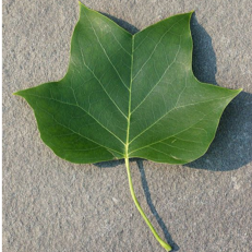 Uses the Tulip Poplar leaf (state tree of ky) instead of the normal tree