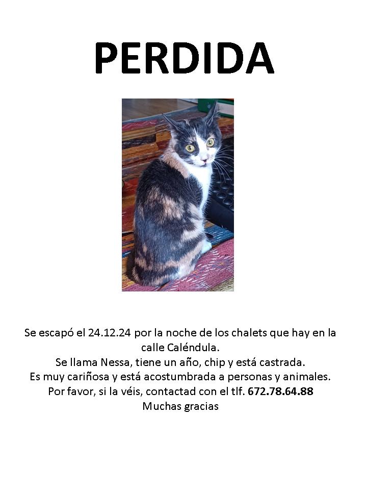 protectora felina 3C (@felinos3c) on Twitter photo 