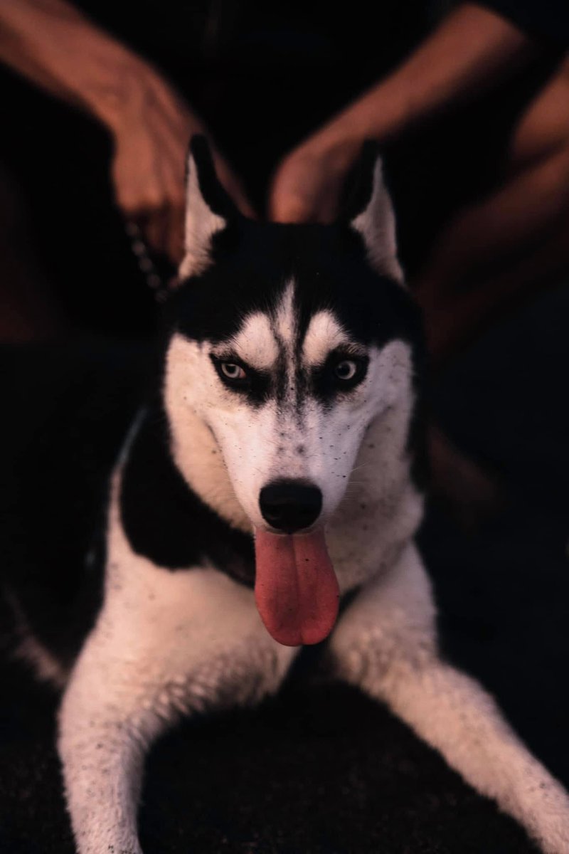 shivcode's tweet image. My dog Kali