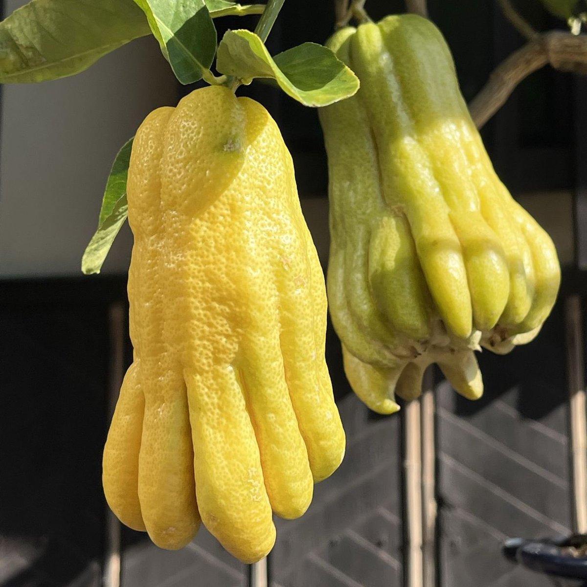 AnecDote0401's tweet photo. ブシュカンは「仏様の手の柑橘」という意味です。花は花被が4~8裂、雄しべがたくさん。果実は黄色に熟し、手指のように深く裂けます。
Here for more -> https://t.co/P3eNxgcM5P
#BuddhasHand #仏手柑 #ブッシュカン #FingeredCitron #ブシュカン #BuddhasHandFruit #CitrusmedicaSarcodactylis https://t.co/d23JaKsslK