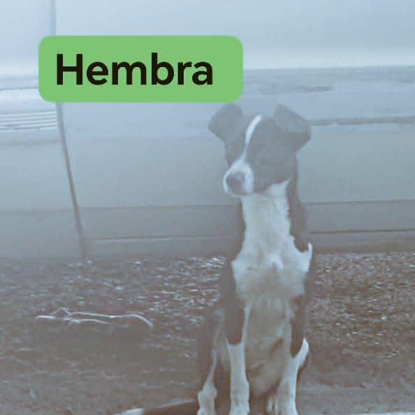 Adopción de dos perrites de talla chica, hembra y macho esterilizado, tienen entre 8 a 9 meses
Informes  al 3318909532 (solo WhatsApp) <a href="/adoptagdl/">Adopta Guadalajara 🇲🇽</a>