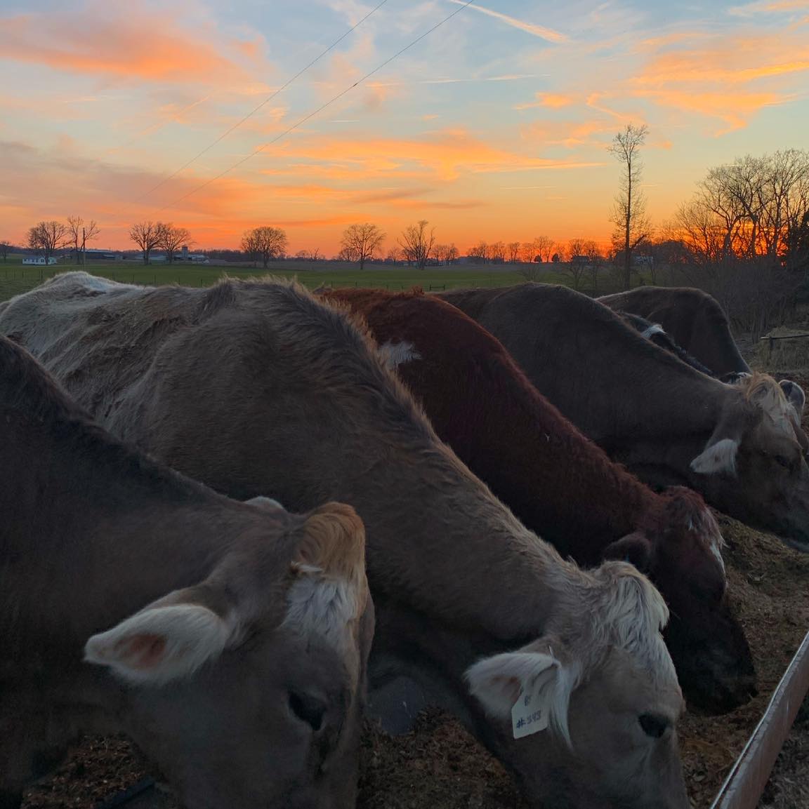 Southern Kentucky Film Commission tweet media