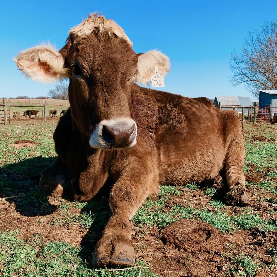 Southern Kentucky Film Commission tweet media