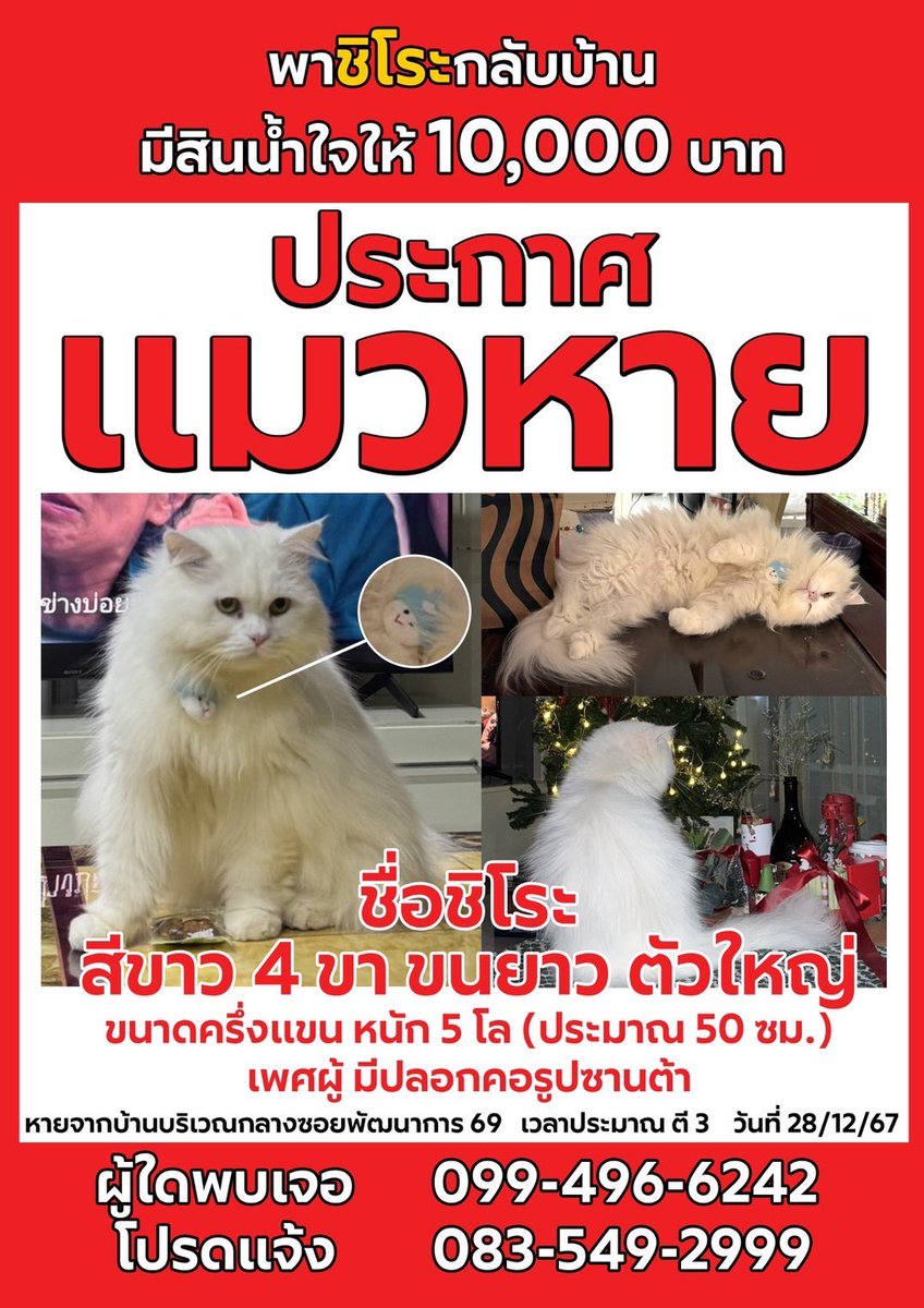 ด่วน!🚨 ตามหาแมวหายค่ะ 🐱‼️
• ชื่อ ชิโระ 
• สีขาว ขนยาว 
• ตัวใหญ่ น้ำหนักประมาณ 5 กก. (ขนาดครึ่งแขน)
• มีปลอกคอรูปซานต้า 

หายจากบริเวณ ซอยพัฒนาการ 69 เวลาประมาณตี 3 วันที่ 28/12/67

📢 หากใครพบเจอ หรือมีข้อมูลเบาะแส กรุณาติดต่อที่เบอร์
📞 099-496-6242
📞 083-549-2999

💥