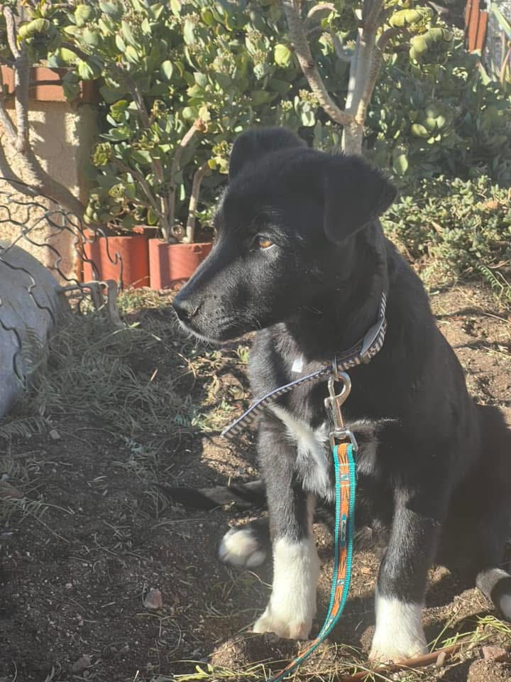 Keith Olbermann's Dogs (@tomjumbogrumbo) on Twitter photo Nick has been rescued by Northern Nevada LGD Rescue. Please honor your pledge using one of the following options:
Zelle: (775) 461-9868
PayPal: desinordgren@yahoo.com
If you're able, please make a note your pledge is for "Nick". Thank you so much for your generous support for the Nick has been rescued by Northern Nevada LGD Rescue. Please honor your pledge using one of the following options:
Zelle: (775) 461-9868
PayPal: desinordgren@yahoo.com
If you're able, please make a note your pledge is for "Nick". Thank you so much for your generous support for the